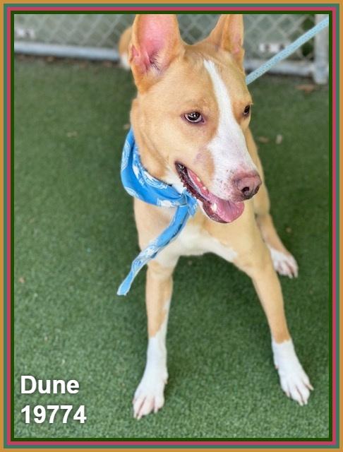 Enlarge DUNE, a ADOPTABLE mixed breed in Marietta, GA image 4/4