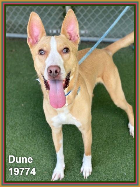 DUNE, ADOPTABLE, Adult Male Pit Bull Terrier & Shepherd.