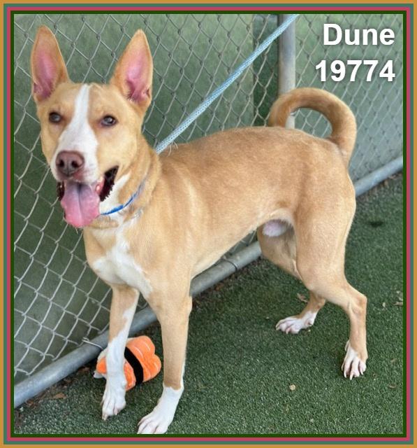 Enlarge DUNE, a ADOPTABLE mixed breed in Marietta, GA image 3/4