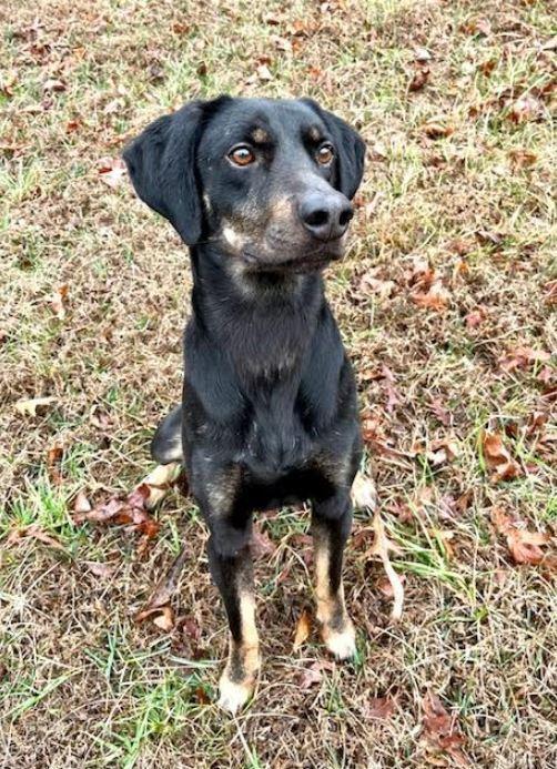 Enlarge Leo, a Adoptable mixed breed in Mocksville, NC image 1/6