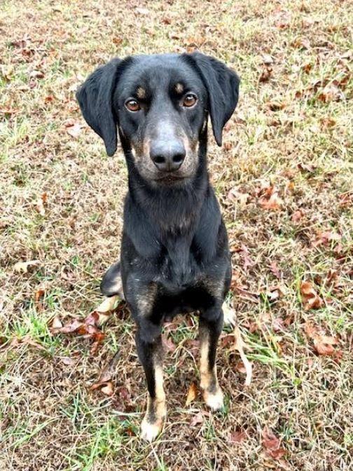 Enlarge Leo, a Adoptable mixed breed in Mocksville, NC image 2/6