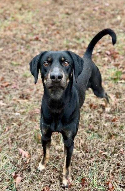 Enlarge Leo, a Adoptable mixed breed in Mocksville, NC image 3/6