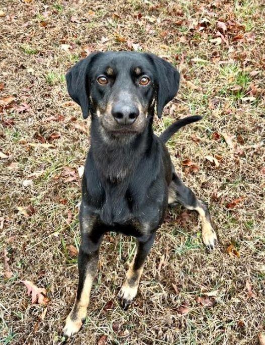 Enlarge Leo, a Adoptable mixed breed in Mocksville, NC image 4/6