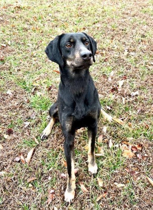 Enlarge Leo, a Adoptable mixed breed in Mocksville, NC image 5/6