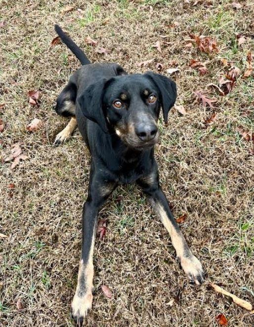 Enlarge Leo, a Adoptable mixed breed in Mocksville, NC image 6/6