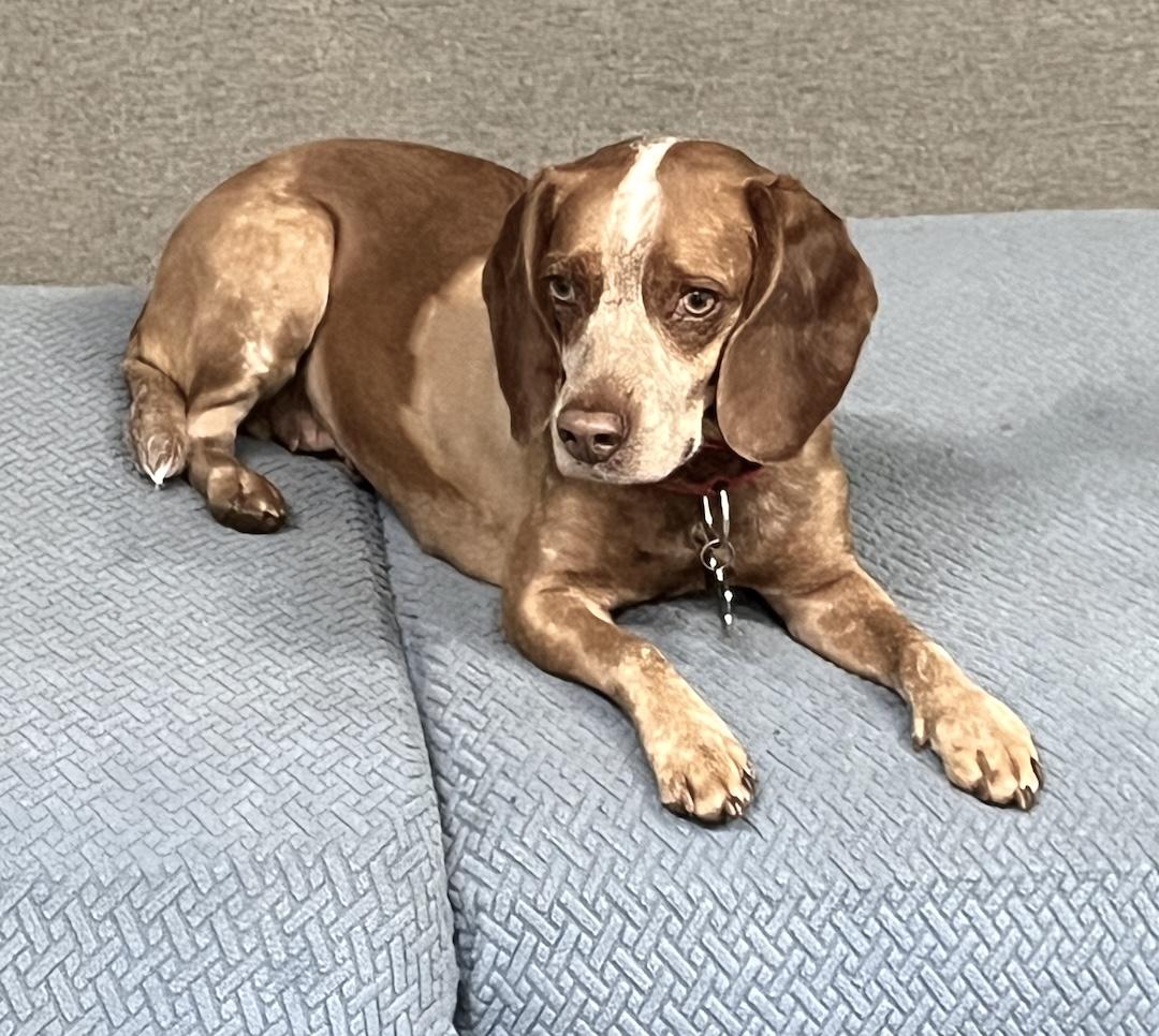 Enlarge Ruby, a ADOPTABLE Beagle in Tomball, TX image 5/6