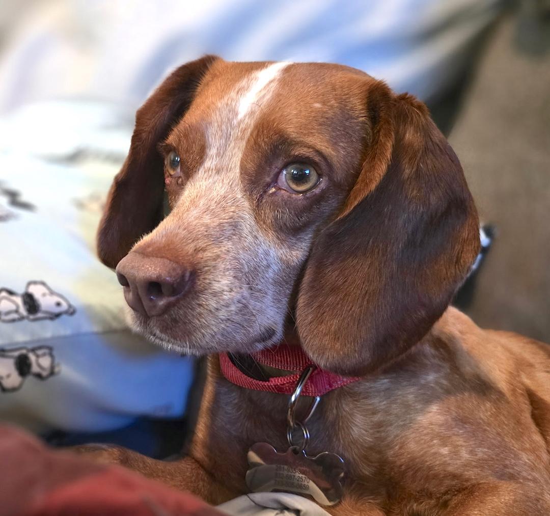 Ruby, ADOPTABLE, Adult Female Beagle.