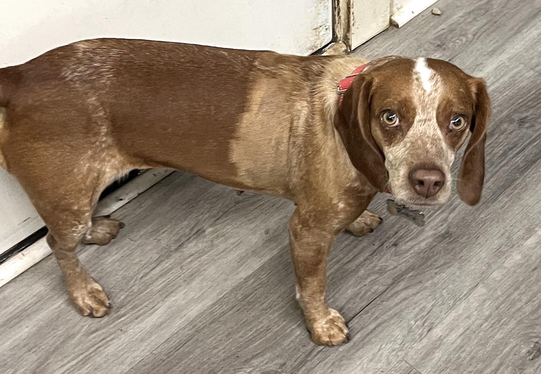 Enlarge Ruby, a ADOPTABLE Beagle in Tomball, TX image 6/6
