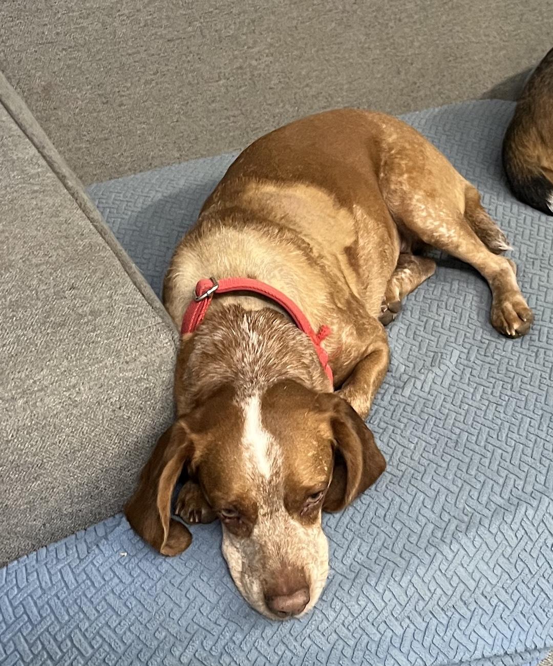 Enlarge Ruby, a ADOPTABLE Beagle in Tomball, TX image 4/6