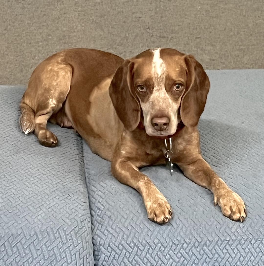 Enlarge Ruby, a ADOPTABLE Beagle in Tomball, TX image 2/6