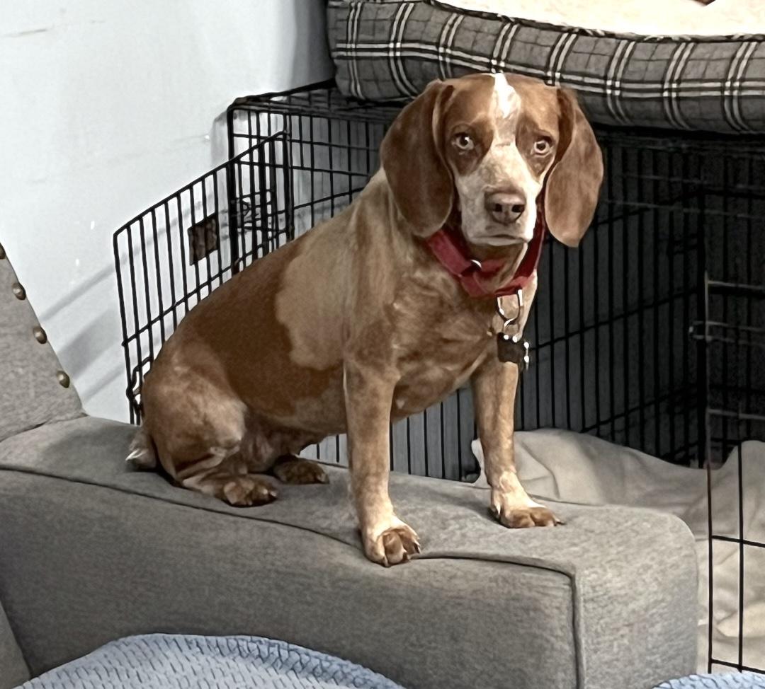 Enlarge Ruby, a ADOPTABLE Beagle in Tomball, TX image 3/6
