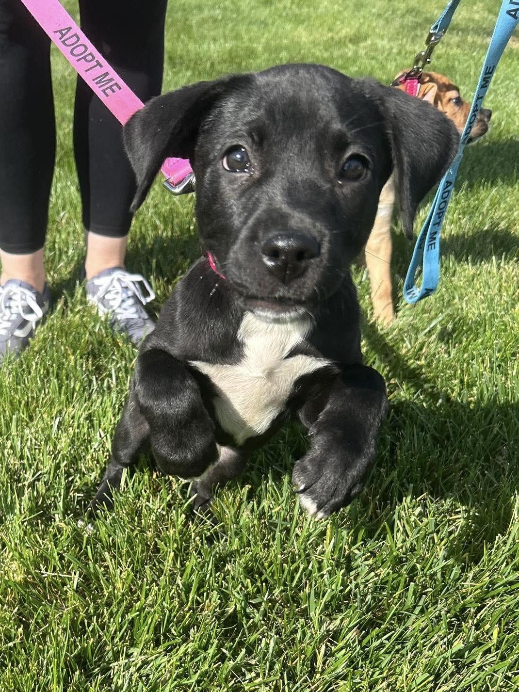 Enlarge Skye, an adoptable mixed breed in Bethlehem, PA image 4/6