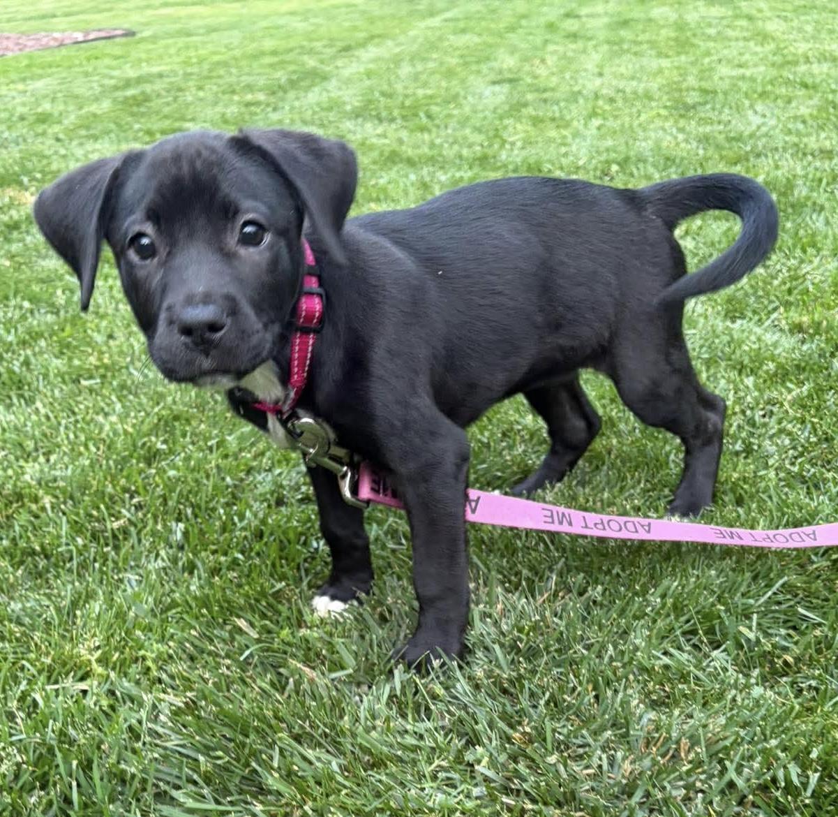 Enlarge Skye, an adoptable mixed breed in Bethlehem, PA image 2/6