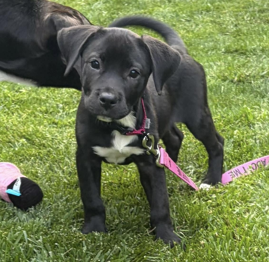 Enlarge Skye, an adoptable mixed breed in Bethlehem, PA image 1/6