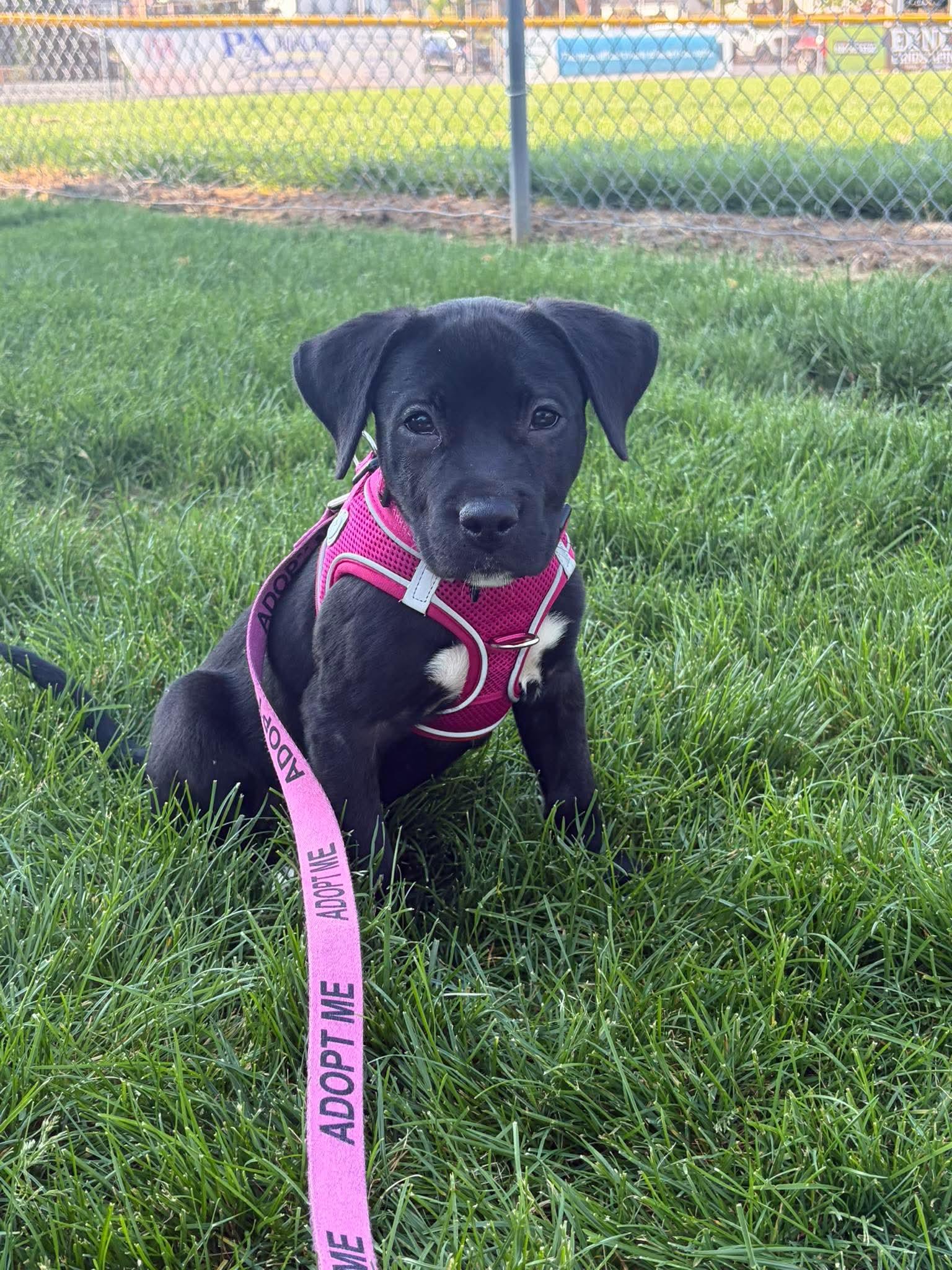 Enlarge Skye, an adoptable mixed breed in Bethlehem, PA image 6/6