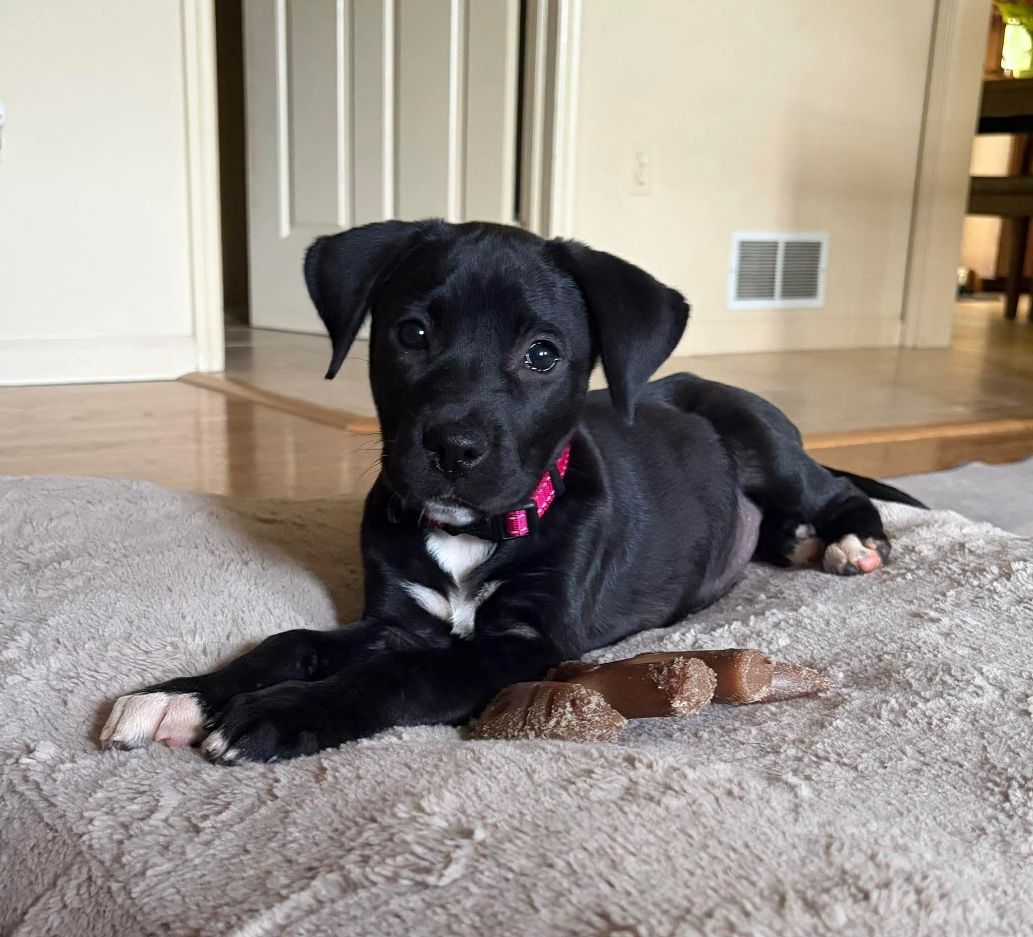 Enlarge Skye, an adoptable mixed breed in Bethlehem, PA image 5/6
