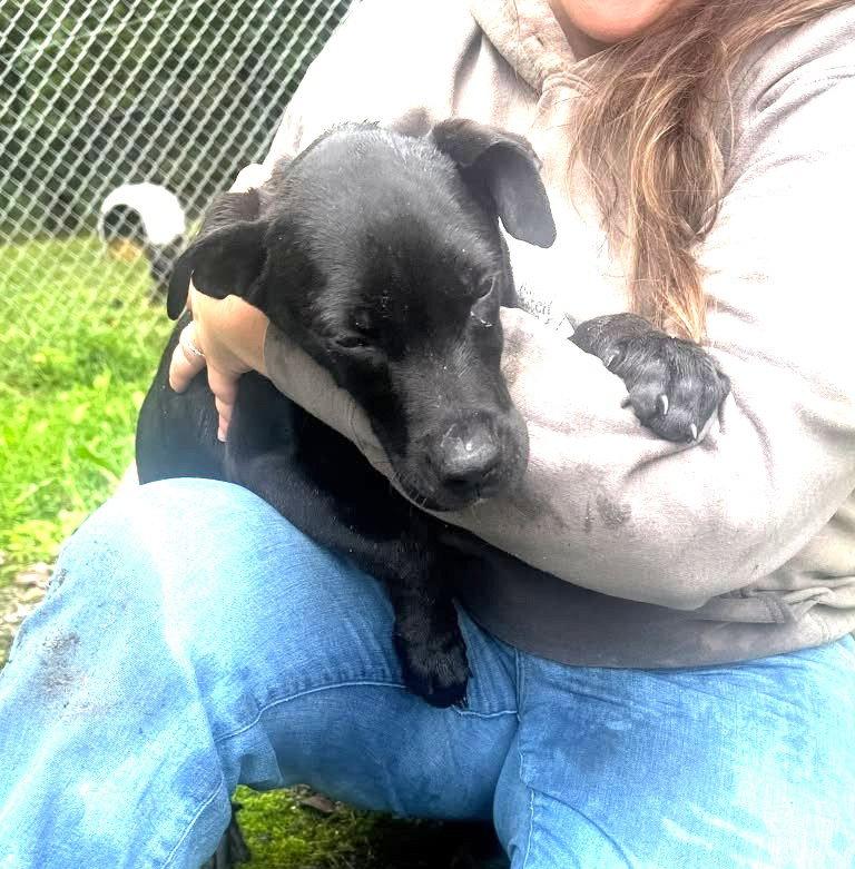 Enlarge Bashful (13wo, 18lbs), a Adoptable Hound in Hinton, WV image 1/2