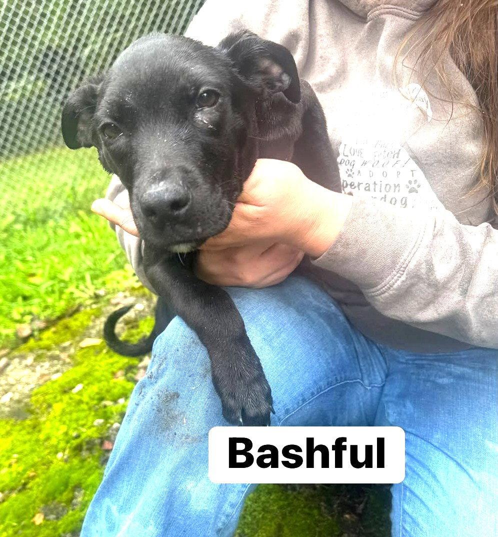 Enlarge Bashful (13wo, 18lbs), a Adoptable Hound in Hinton, WV image 2/2