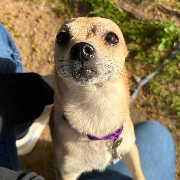 Enlarge Simba $399, a Adoptable Chihuahua in Springfield, MA image 1/4