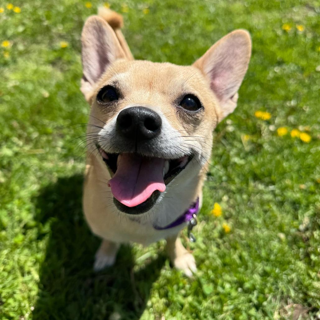 Enlarge Simba $399, a Adoptable Chihuahua in Springfield, MA image 2/4