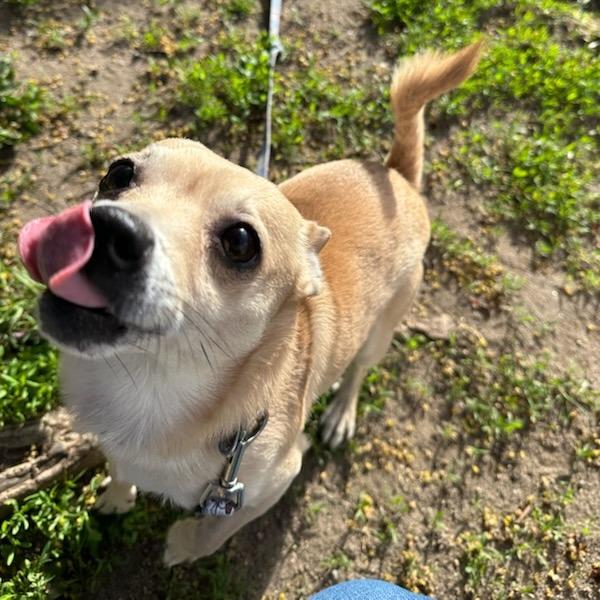 Enlarge Simba $399, a Adoptable Chihuahua in Springfield, MA image 3/4