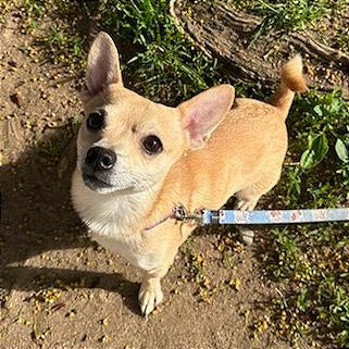 Enlarge Simba $399, a Adoptable Chihuahua in Springfield, MA image 4/4
