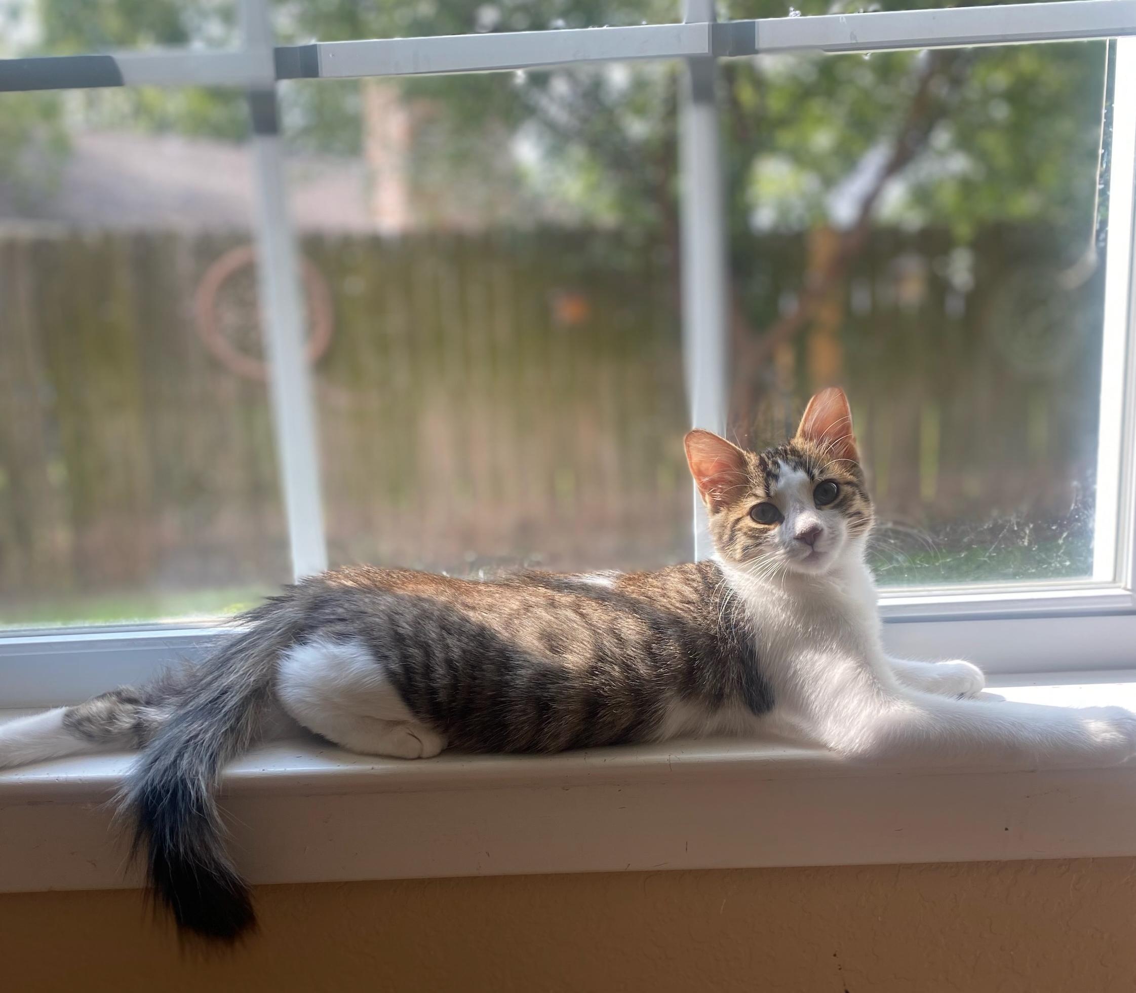 Romeo (lovable & frisky), an adopted mixed breed in Twin Falls, ID image 2/5