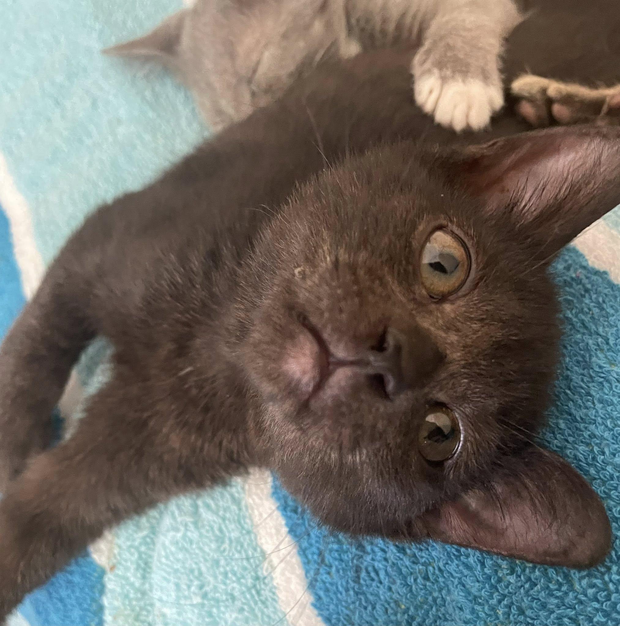 Enlarge Elwyn, a ADOPTABLE Domestic Short Hair in Concord, NC image 3/3