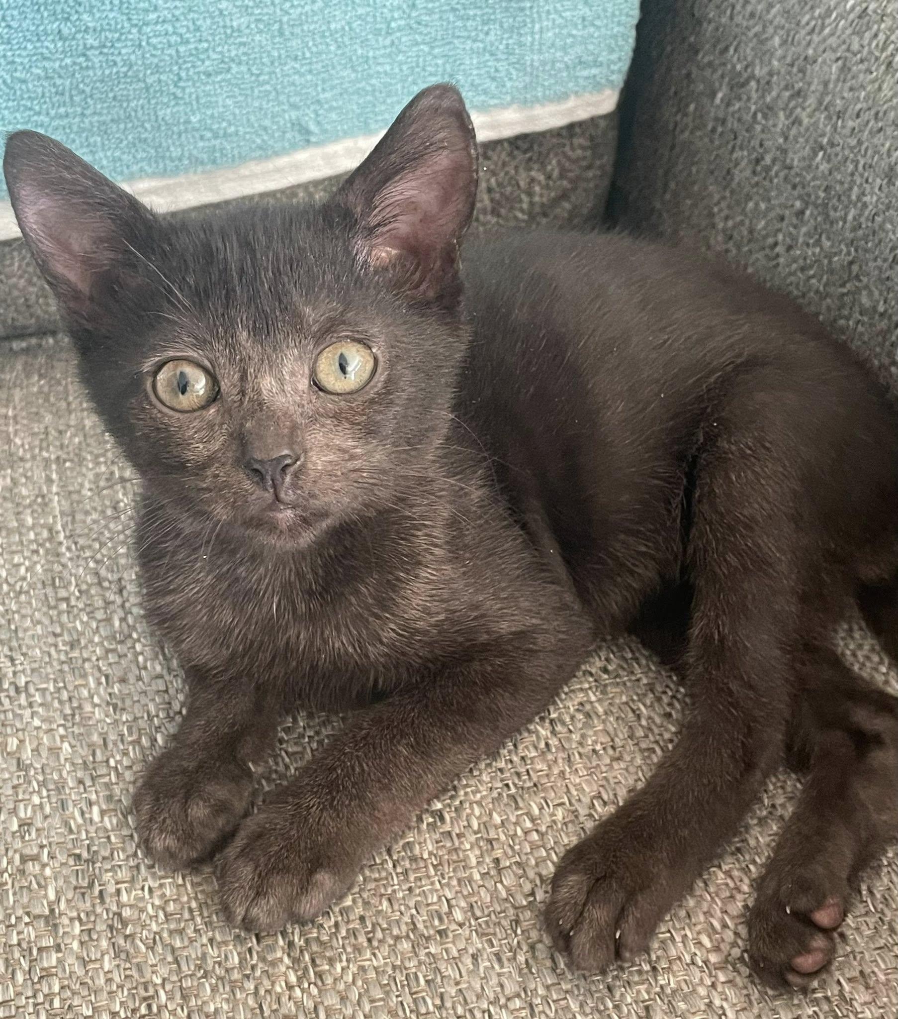 Elwyn, ADOPTABLE, Kitten Female Domestic Short Hair.