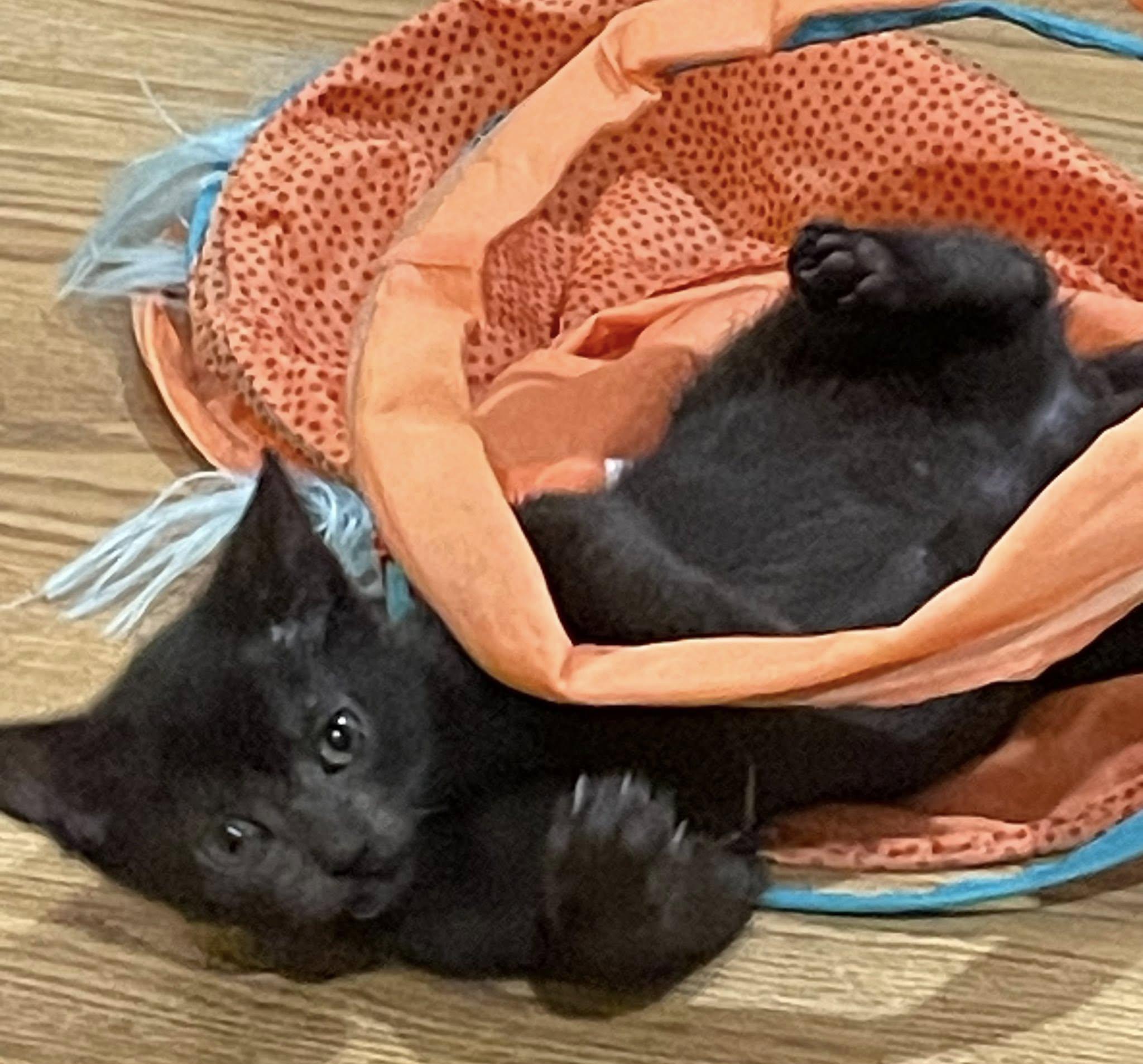 Enlarge Elwyn, a ADOPTABLE Domestic Short Hair in Concord, NC image 2/3