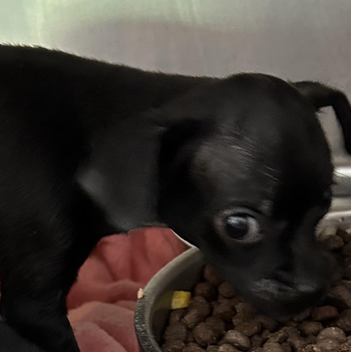 Enlarge Dusty, a Adopted Chihuahua in River oaks, TX image 1/1