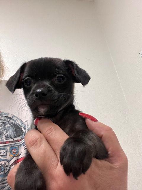 Enlarge Reba McIntyre, a Adoptable mixed breed in Capistrano Beach, CA image 1/1