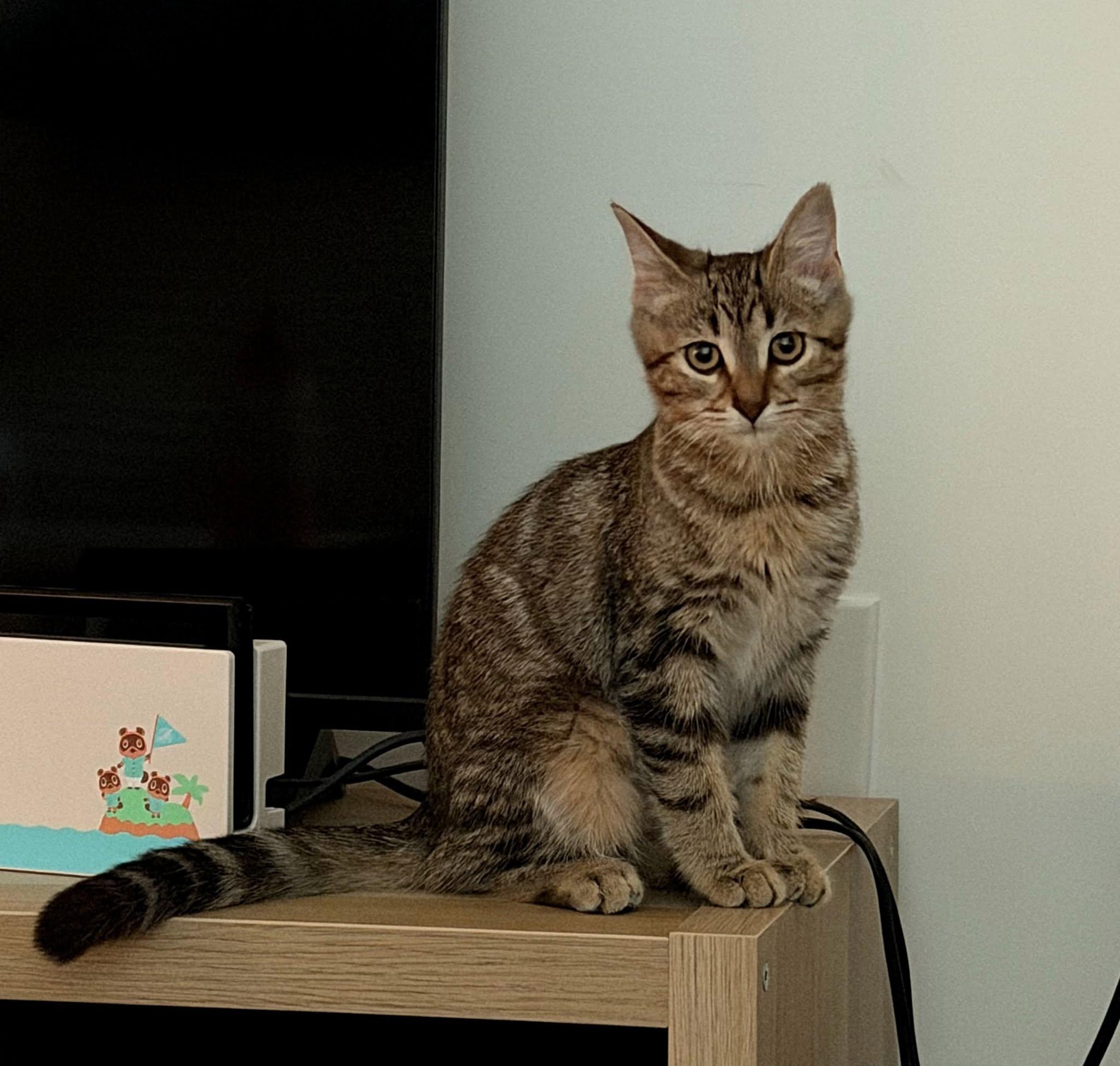 Lacey, Adopted, Kitten Female Tabby & Torbie.