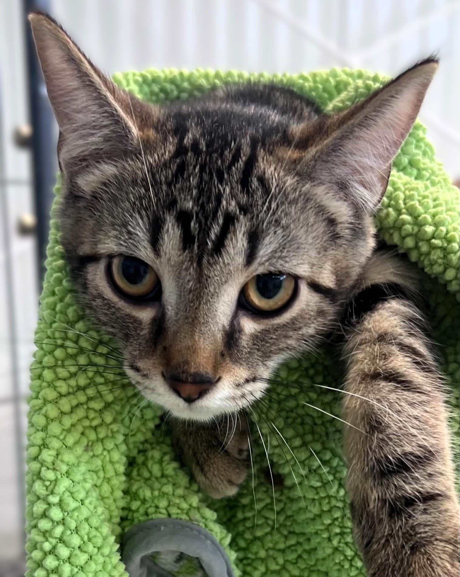 Enlarge Lacey, a Adopted mixed breed in Hamilton, ON image 3/5