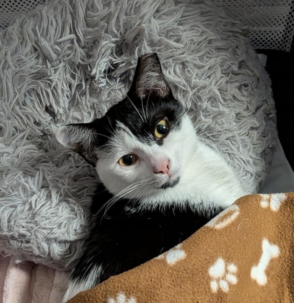 Aleeza, ADOPTABLE, Young Female Domestic Short Hair.