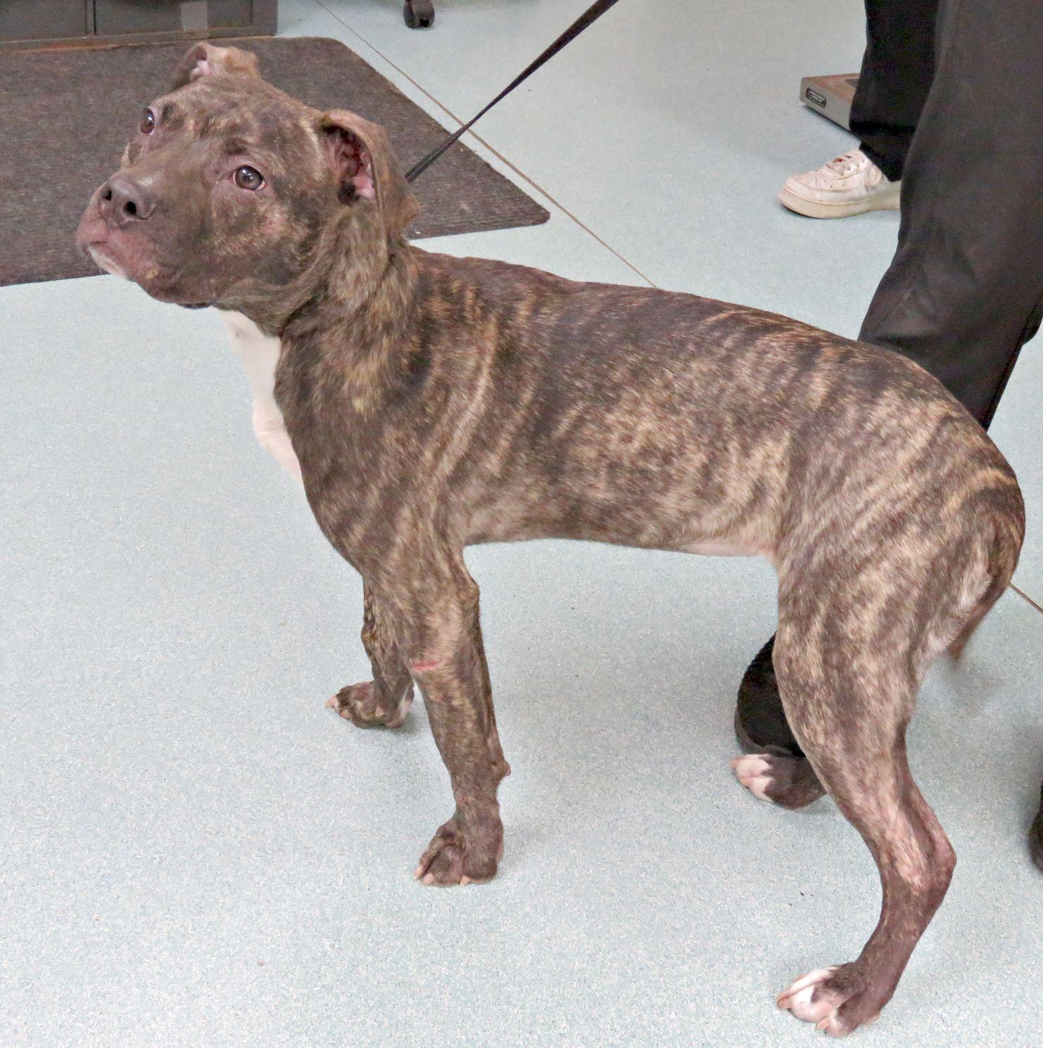 Enlarge Becca, a ADOPTABLE mixed breed in Lexington, VA image 2/2