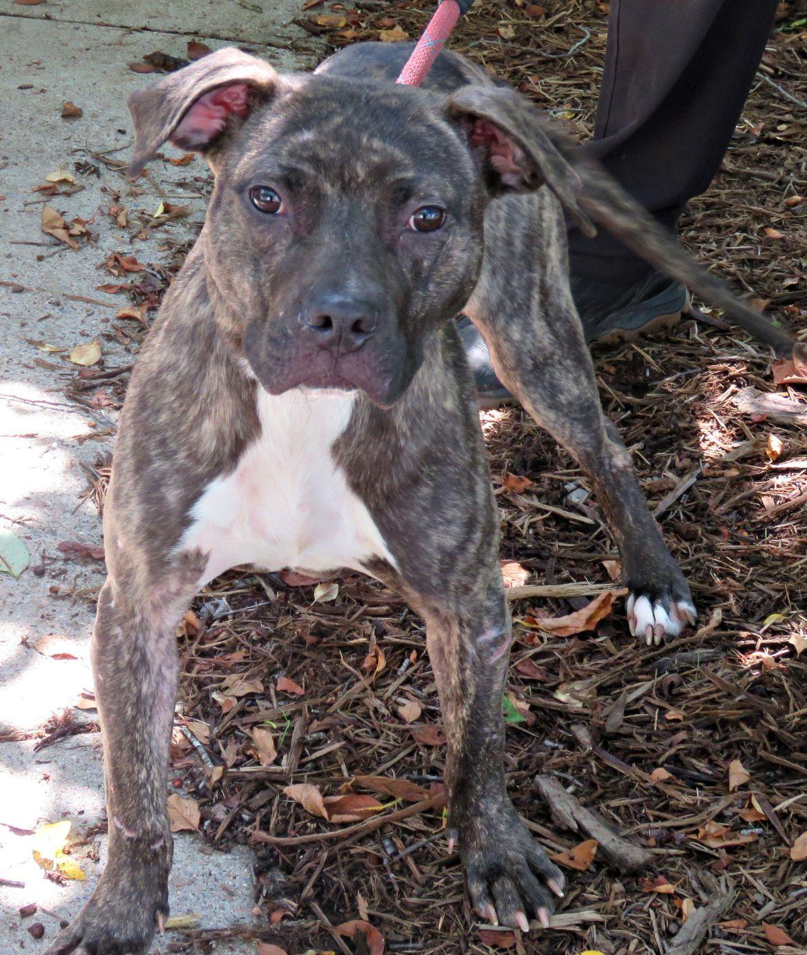 Becca, ADOPTABLE, Young Female Pit Bull Terrier.