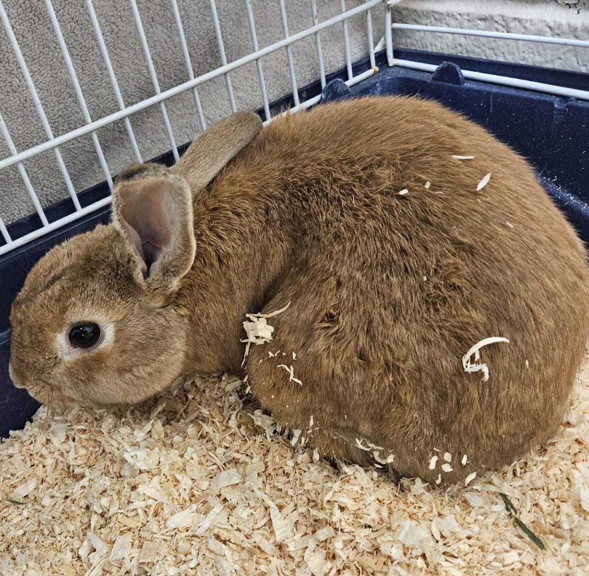 Enlarge Anakin, a ADOPTABLE Bunny Rabbit in Mississauga, ON image 3/4