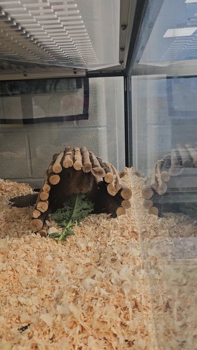 Enlarge Anakin, a ADOPTABLE Bunny Rabbit in Mississauga, ON video 4/4