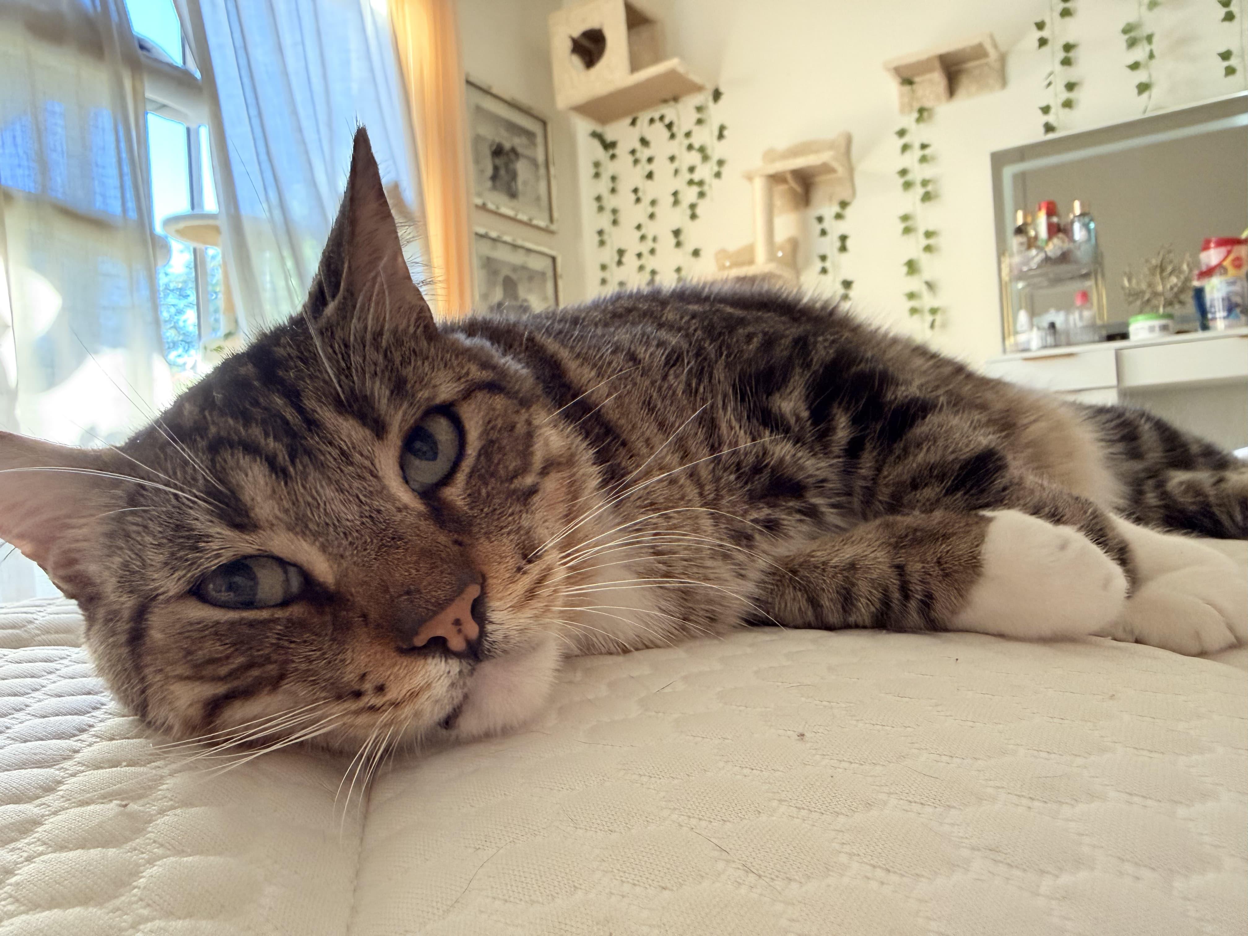 Enlarge Winston, an adoptable Tabby in Bell Gardens, CA image 2/6