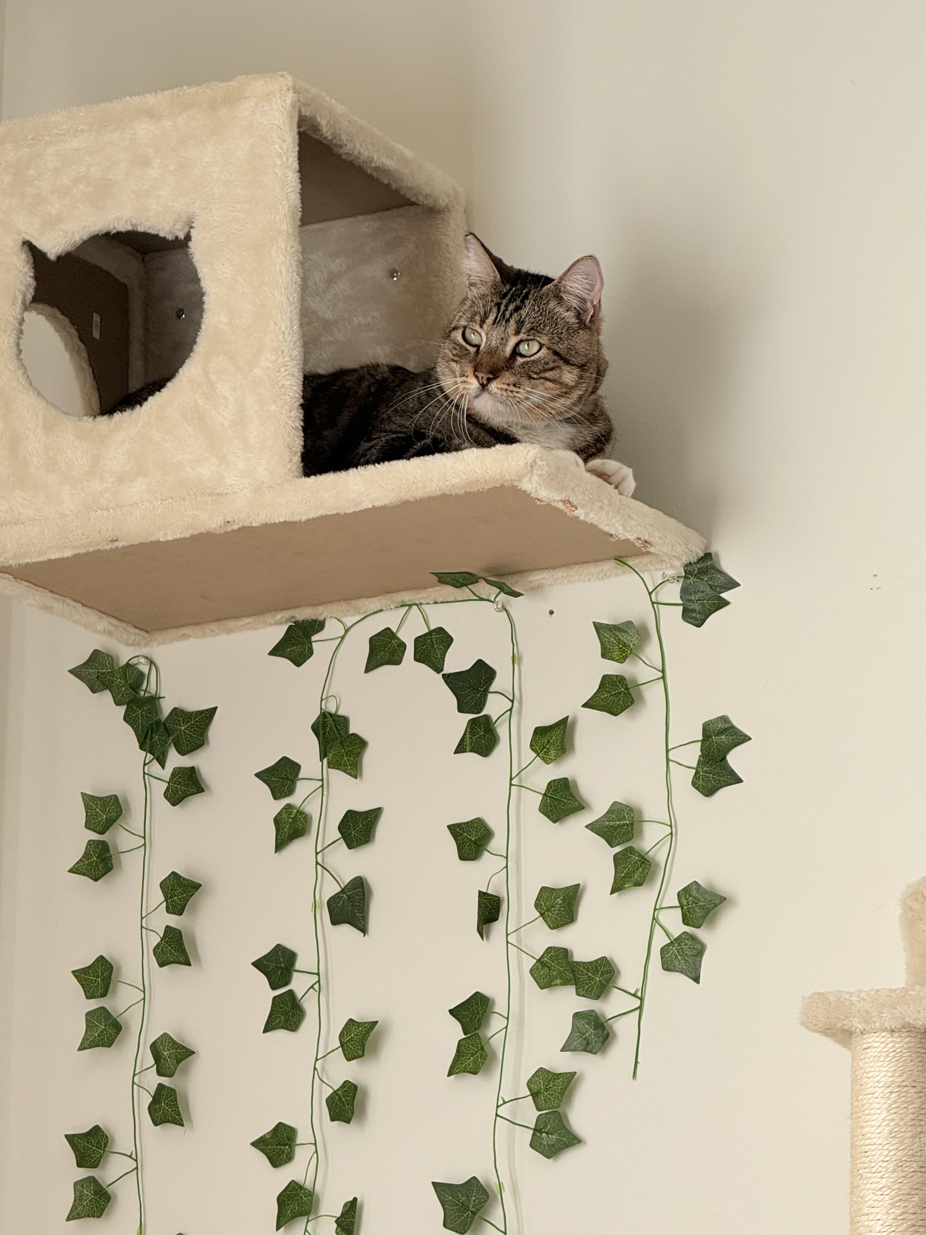 Enlarge Winston, an adoptable Tabby in Bell Gardens, CA image 3/6