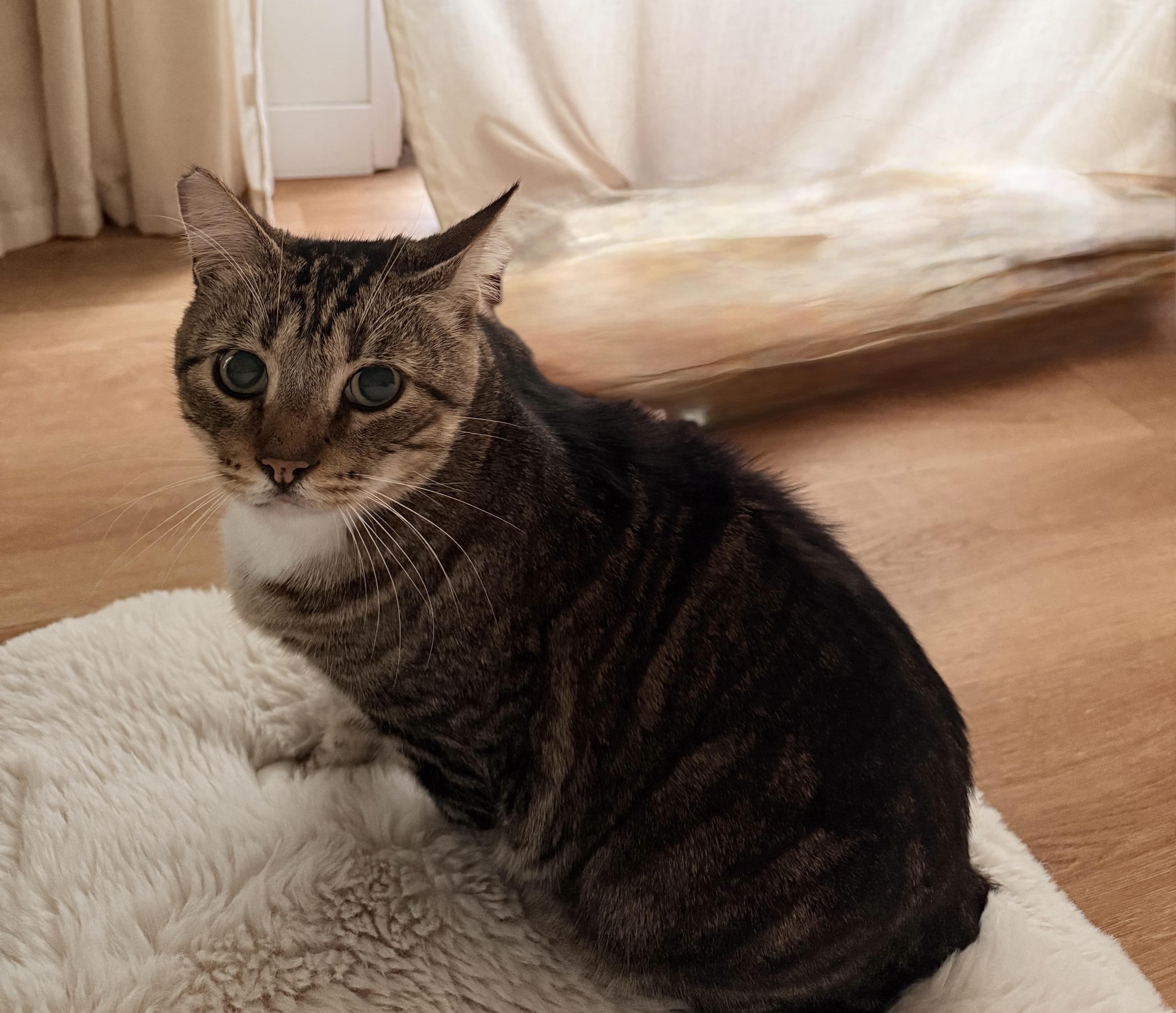 Enlarge Winston, an adoptable Tabby in Bell Gardens, CA image 1/6