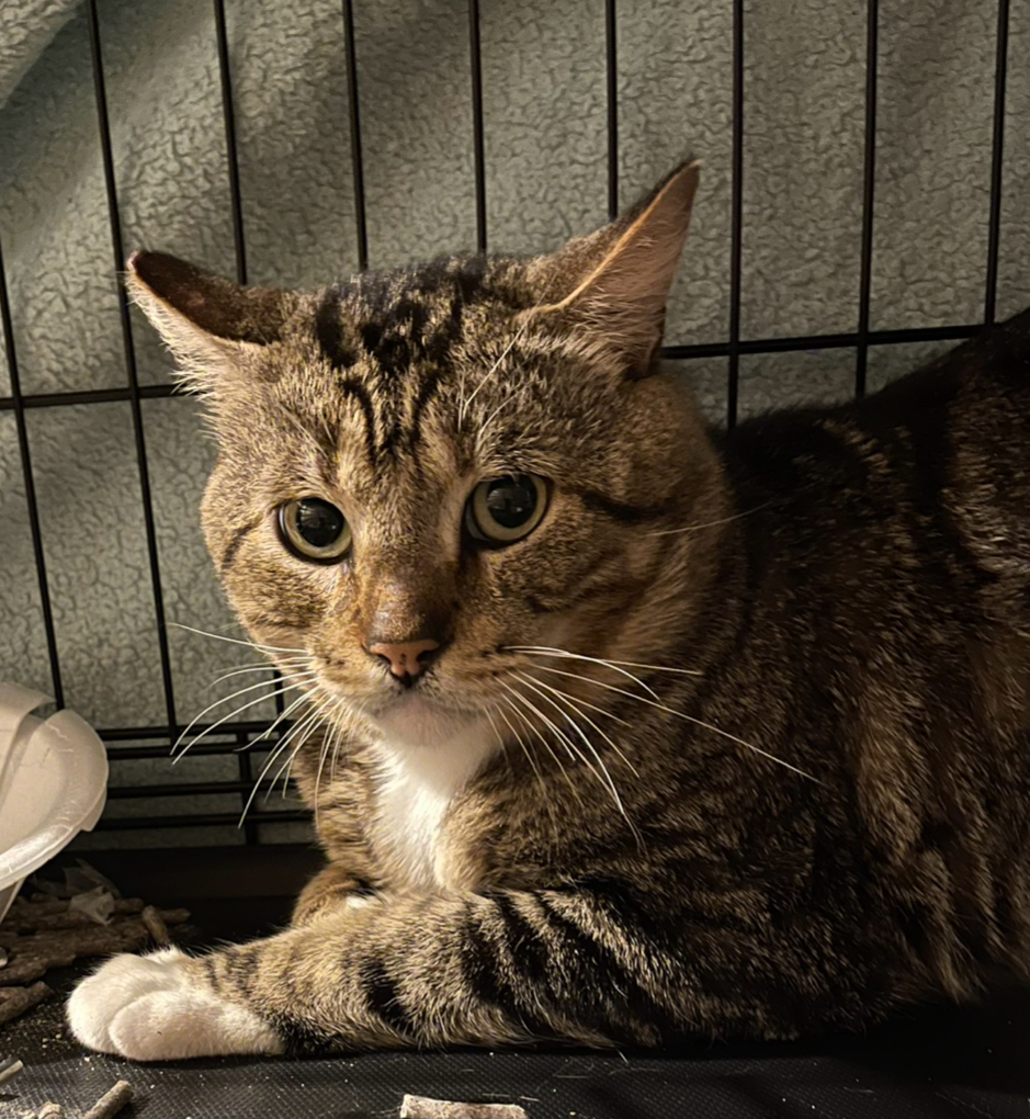 Winston, a Adoptable Tabby in Bell Gardens, CA image 3/6