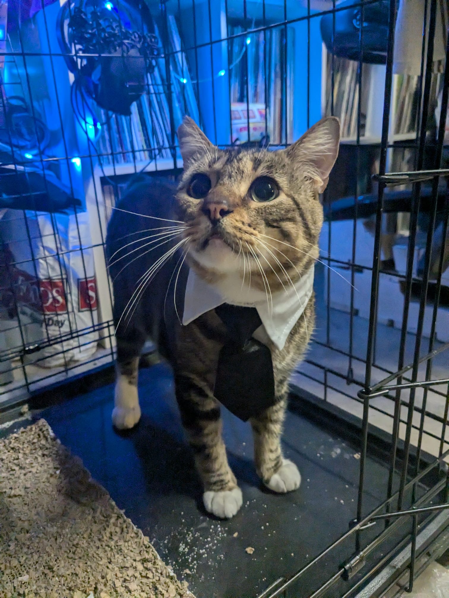 Winston, Adoptable, Adult Male Tabby.