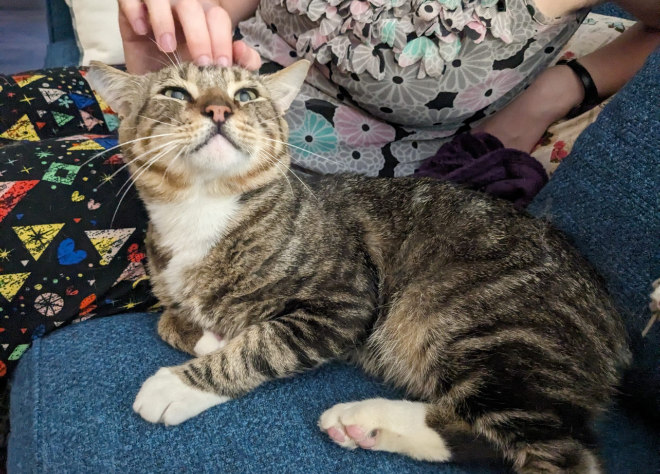 Winston, a Adoptable Tabby in Bell Gardens, CA image 4/6