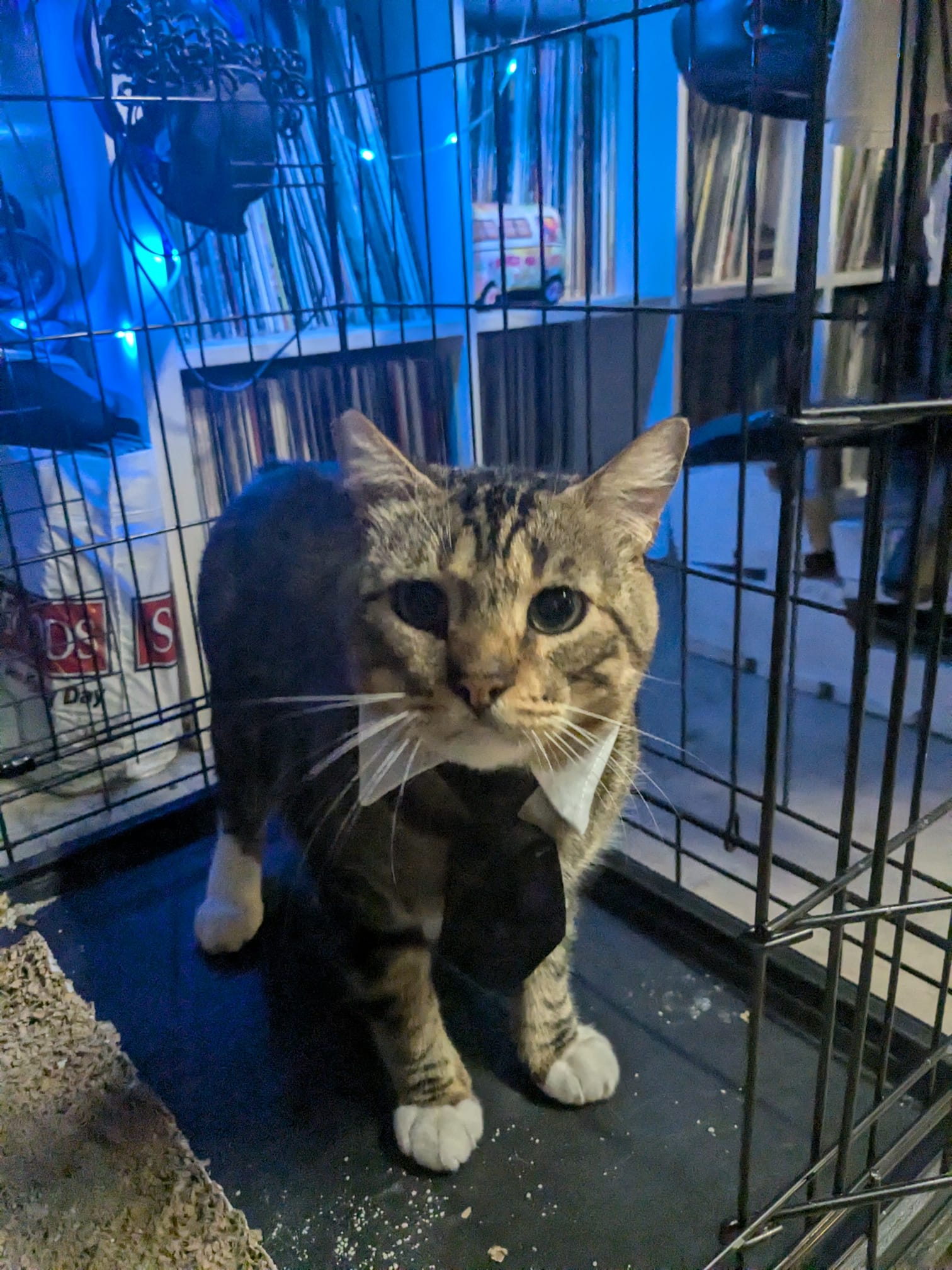 Winston, a Adoptable Tabby in Bell Gardens, CA image 2/6