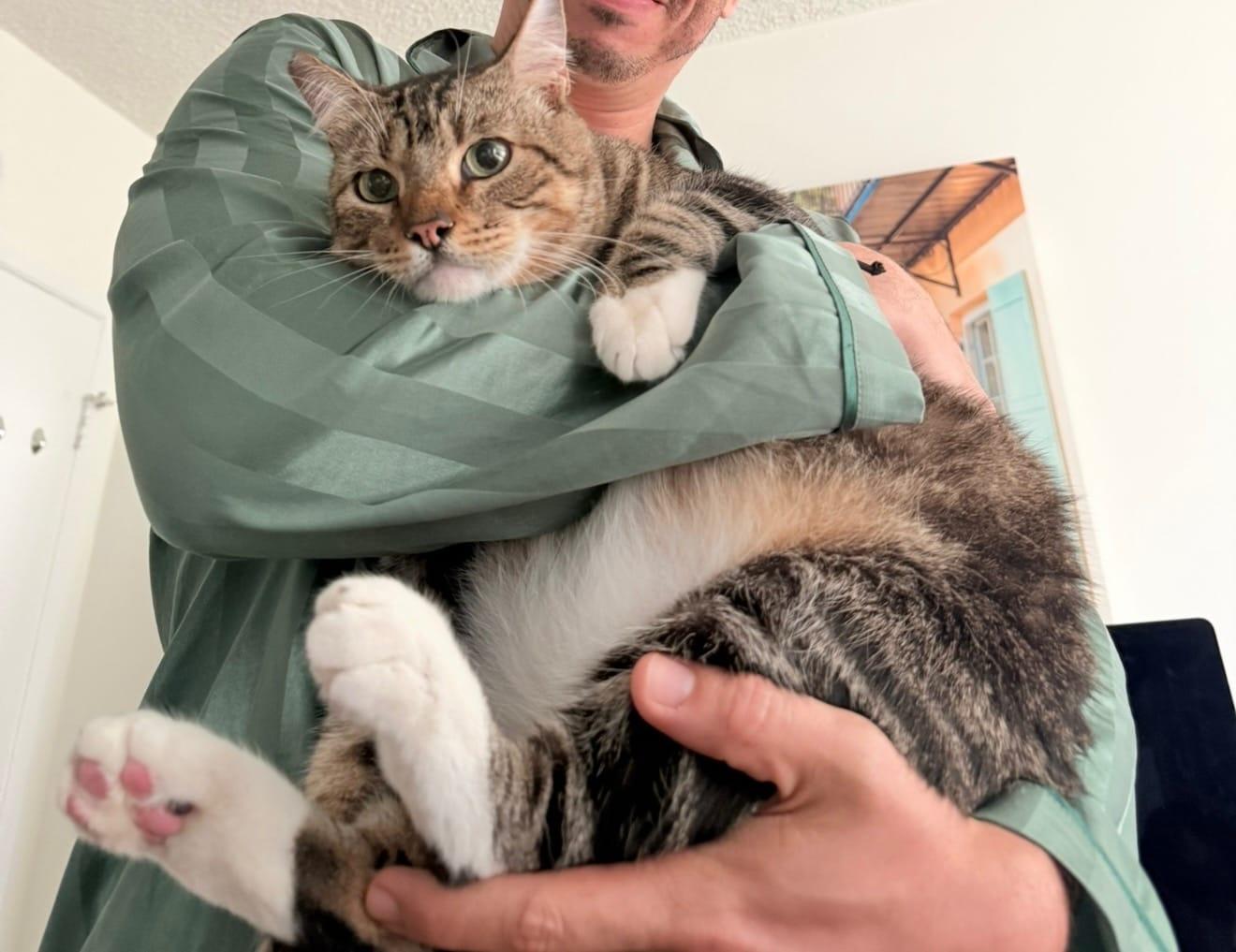 Enlarge Winston, an adoptable Tabby in Bell Gardens, CA image 4/6