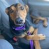 Enlarge Stuart, a Adoptable Doberman Pinscher in Lompoc, CA image 1/2