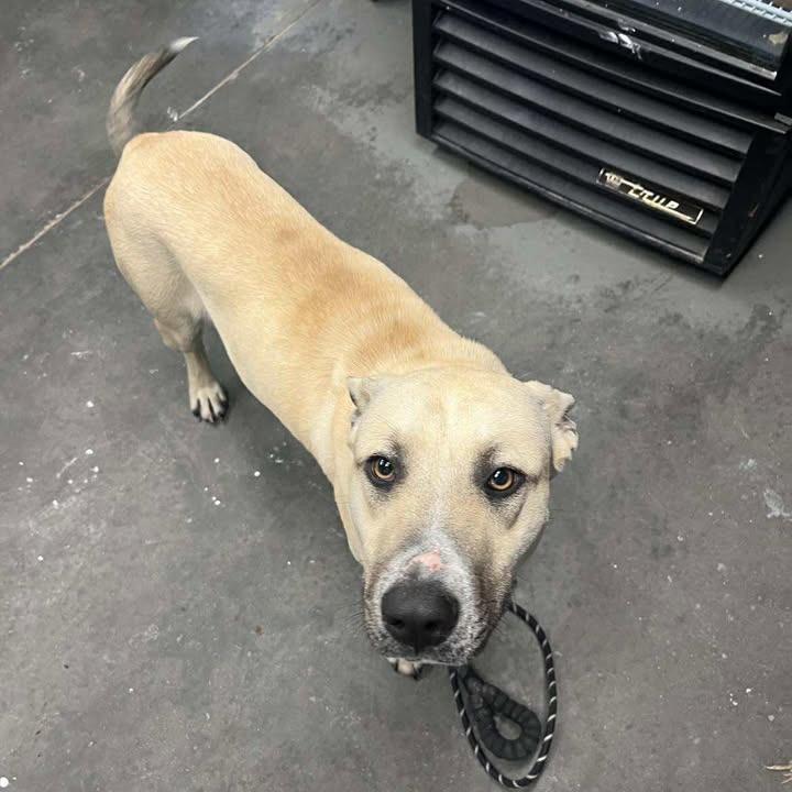 Enlarge Wheelie, a ADOPTABLE mixed breed in Mullins, SC image 1/2