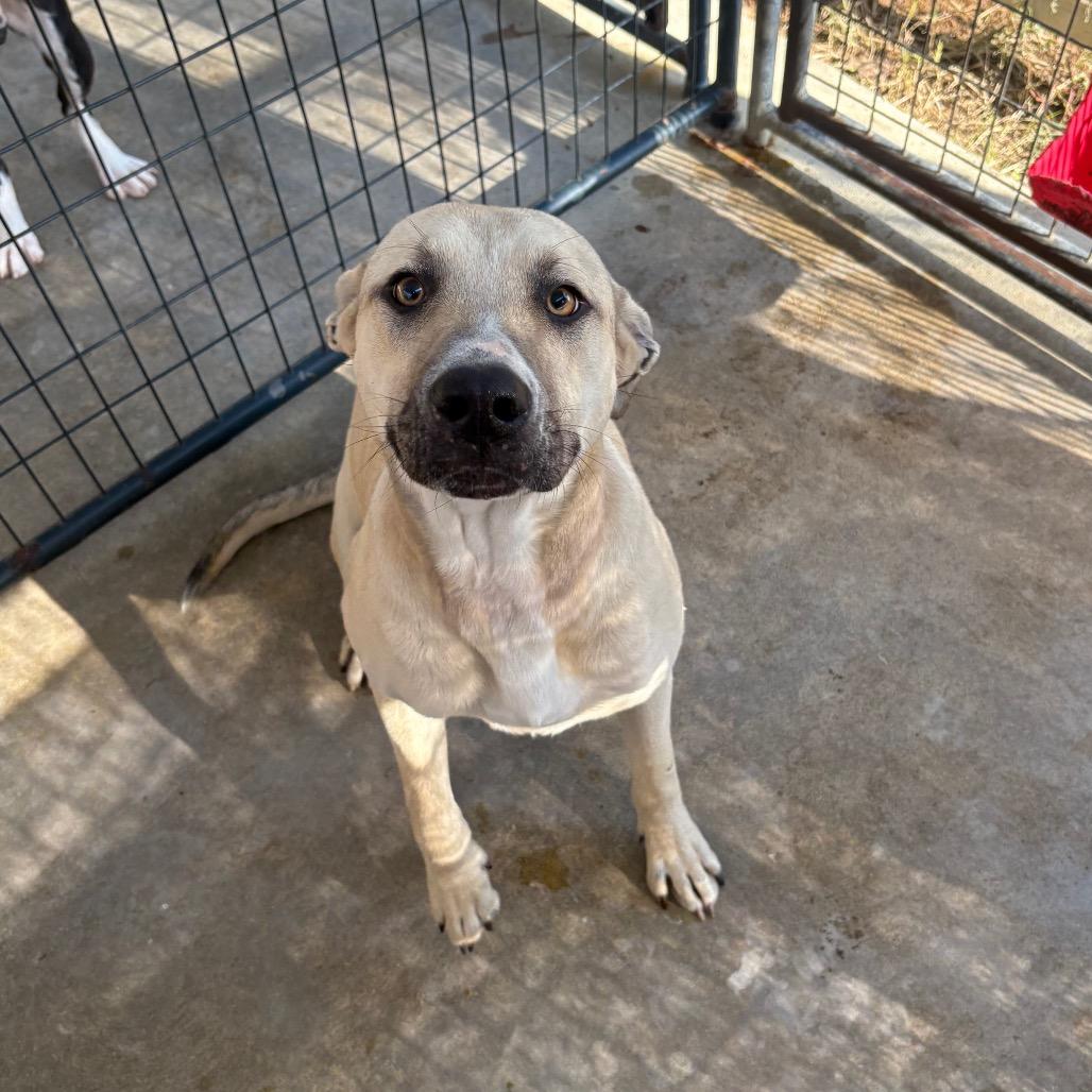 Enlarge Wheelie, a ADOPTABLE mixed breed in Mullins, SC image 2/2